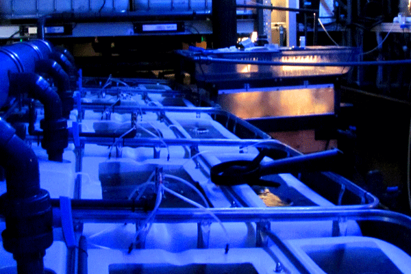 Preiswerte Systemverknüpfung einer Experimentalanlage zur nachhaltigen Zanderzucht. Dieses interpolativ gewachsene Kreislaufsystem arbeitet mit geringer Nitrat- und Partialdrucklast.